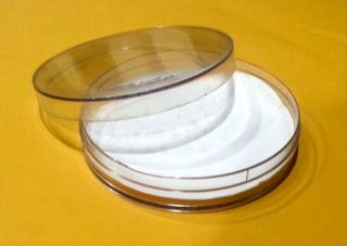 Picture of Plastic Petridish