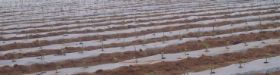 Picture of Mulching Sheet